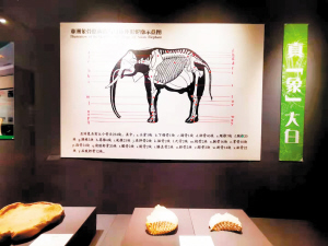   　　展出的亚洲象馆藏文物。