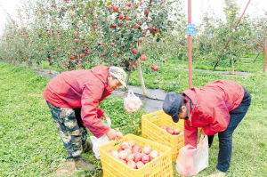   　　果农在采摘苹果。记者刘凯达摄