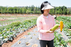   　　吕霞在查看蔬菜生长情况。 记者刘凯达摄