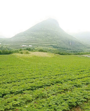 康美药业东川舍块当归种植基地. 供图